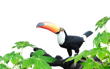 Horizontal banner with beautiful colorful toucan bird clipart