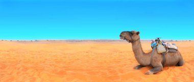 Horizontal banner with camel in Sahara desert, Morocco clipart