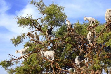 Goats on the argan tree, Morocco clipart
