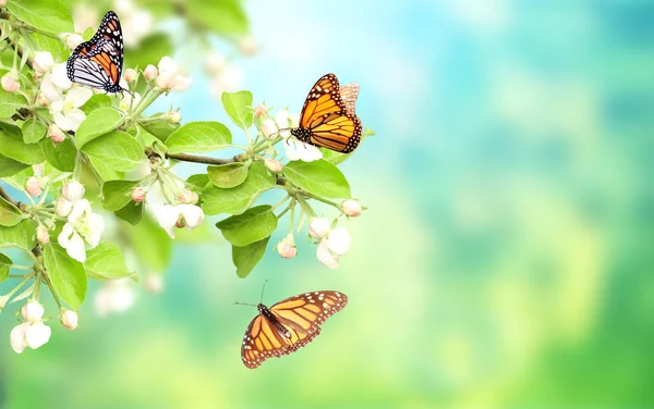 Flowers of apple-tree and monarch butterflies — Stock Photo, Image
