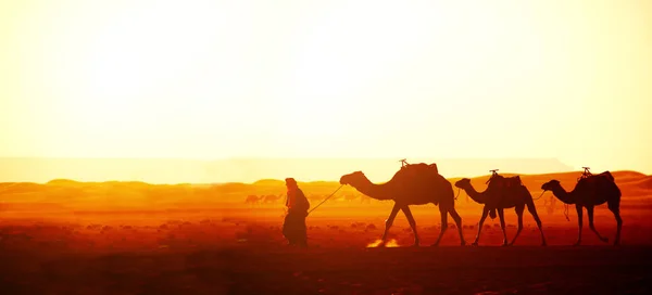 Carovana di cammelli nel deserto del Sahara, Marocco — Foto Stock