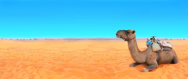 Bannière horizontale avec chameau dans le désert du Sahara, Maroc — Photo