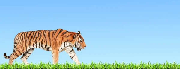 Horizontales Banner mit laufendem Tiger und grünem Gras — Stockfoto