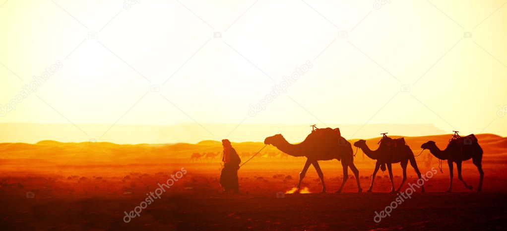 Caravan of camels in Sahara desert, Morocco