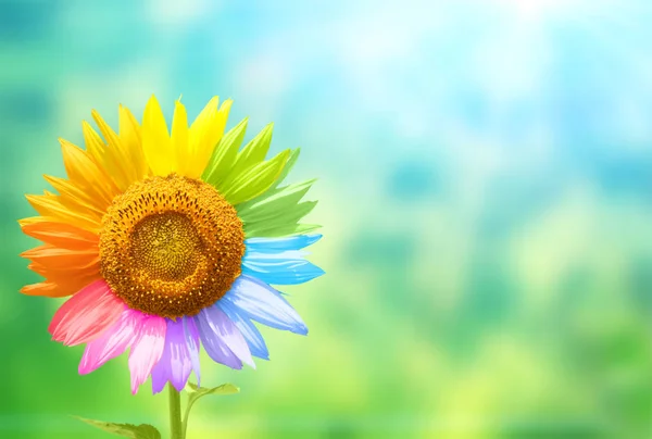 Sunflower with petals painted in rainbow colors — Stock Photo, Image