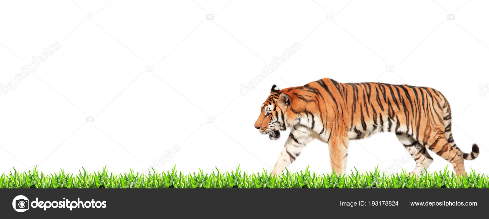 Horizontal banner with walking tiger and green grass Stock Photo by ©frenta  193178824