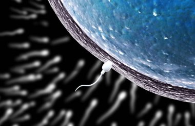 spermatozoon ovule için yüzer,