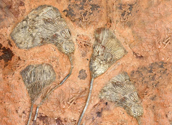 Förstenad fossila sjöliljor — Stockfoto