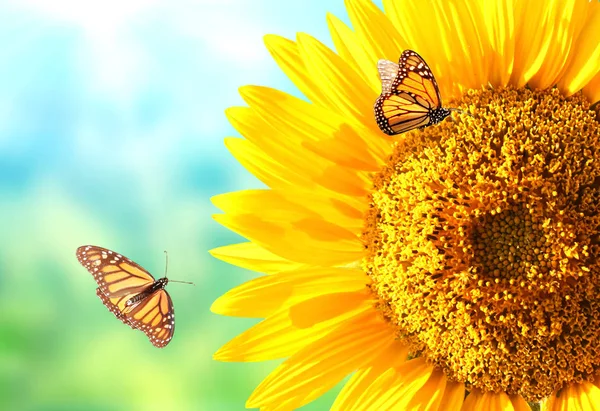 Bulanık arkaplanda ayçiçekleri