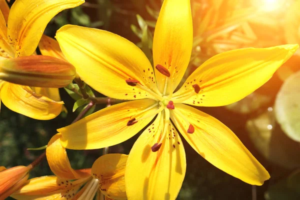 Lindos lírios amarelos no canteiro de flores — Fotografia de Stock