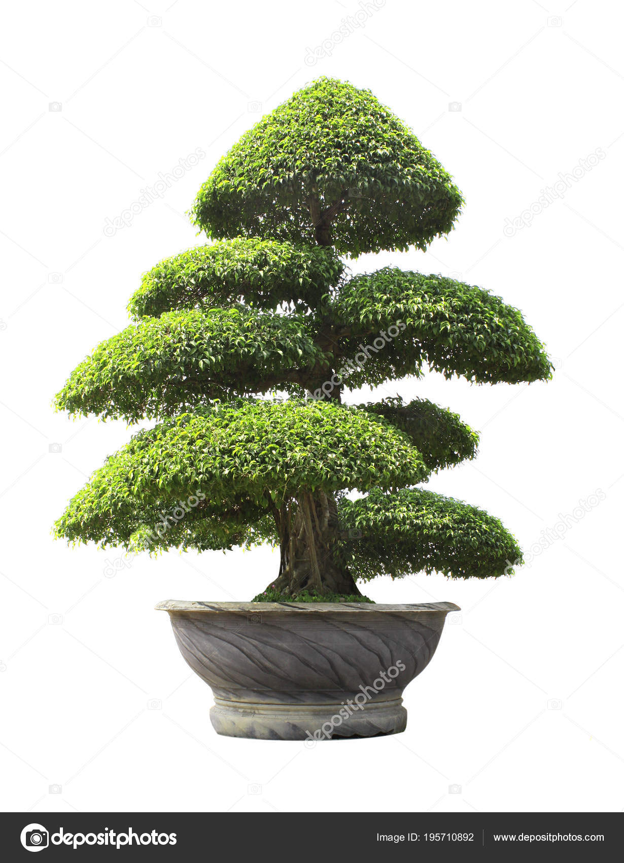 Fotos bonsai ficus benjamina Bonsai Ficus benjamina en piedra