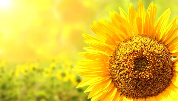 Zonnebloemen op wazig zonnige achtergrond — Stockfoto