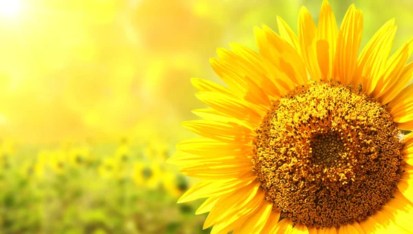 Girasoles sobre fondo soleado borroso —  Fotos de Stock