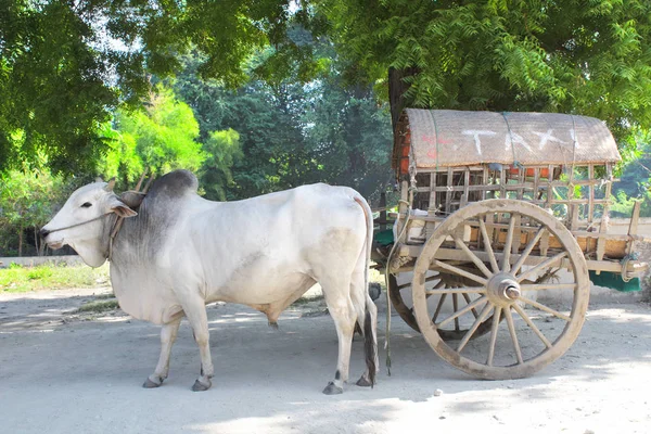 Exotiska burmesiska taxi, Mingun, Myanmar (Burma) — Stockfoto