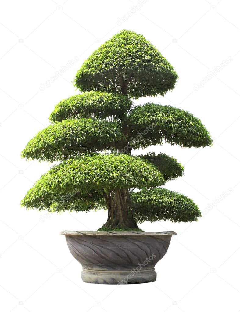 Bonsai Ficus benjamina in stone flower pot
