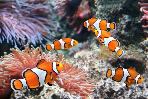 Seeanemone und Clownfische — Stockfoto