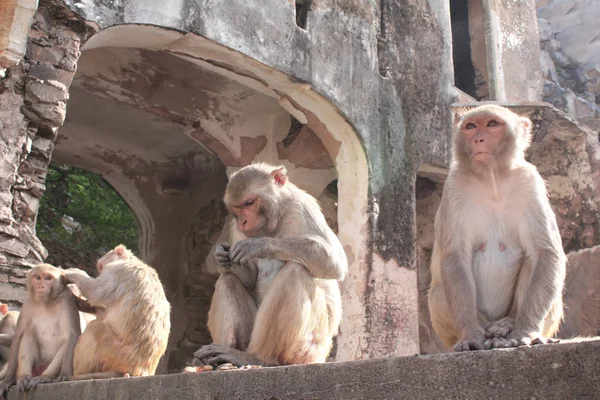 Majmok a Galta Ji Mandir templomban (Majomtemplom), Jaipur, India — Stock Fotó