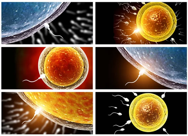 Набор баннеров со сперматозоидами, плавающих в яйцеклетку — стоковое фото