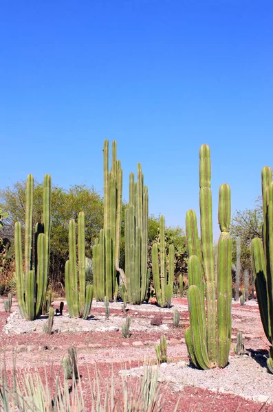 Jardín de cactus y suculentas, Tula de Allende, México —  Fotos de Stock