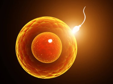 spermatozoon ovule için yüzer,