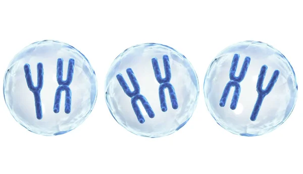 Х і Y хромосоми в клітині — стокове фото