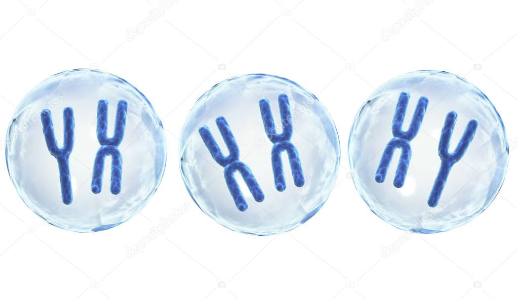 X and Y chromosomes in cell