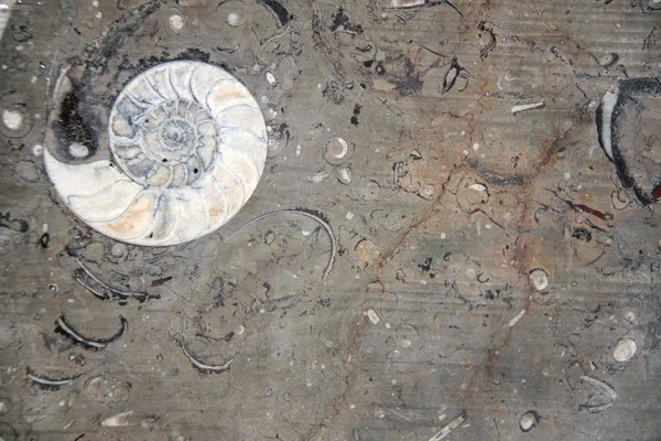 Skamieniała skamieniała skorupa amonitu w kamieniu — Zdjęcie stockowe