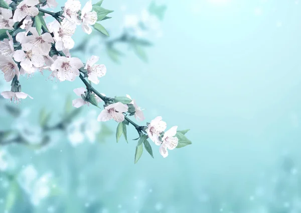 Beautiful magic spring scene with cherry flowers — Stock Photo, Image