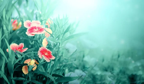 Mooie magische lente scene met anjer bloemen — Stockfoto