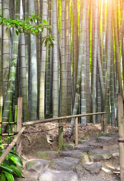 Passos de pedra no jardim de bambu, templo de Hokokuji, Kamakura, Japão — Fotografia de Stock