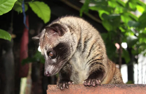 Ázsiai Palm Civet. Kopi luwakot gyárt — Stock Fotó