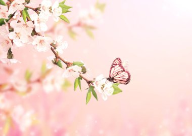 Kiraz çiçekleri ve kelebekli güzel sihirli bahar sahnesi