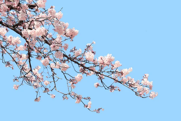 Ramo della sakura fiorente con fiori bianchi — Foto Stock