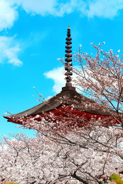 Japonské Pagoda a sakurské květiny, ostrov Miyažima, Japonsko — Stock fotografie