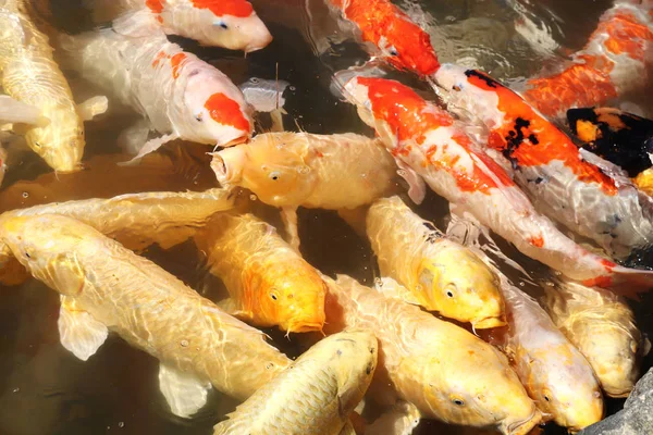 Alimentación de carpas de lujo, jardín Koishikawa Korakuen, Okayama, Japa — Foto de Stock