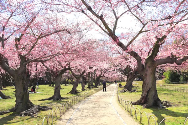 Sakura em Koishikawa Korakuen jardim, Okayama, Japão — Fotografia de Stock