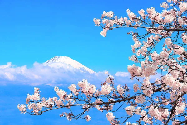 Monte Fuji sagrado e ramo de sakura florescente, Japão — Fotografia de Stock