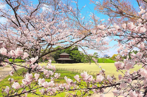 岡山・小石川後楽園の桜 — ストック写真