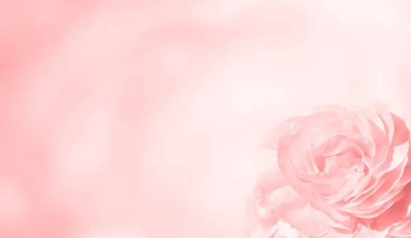 Banner with pink rose — Stock Photo, Image