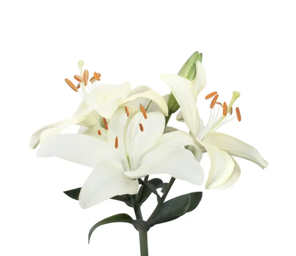 Drie witte lelie bloemen — Stockfoto