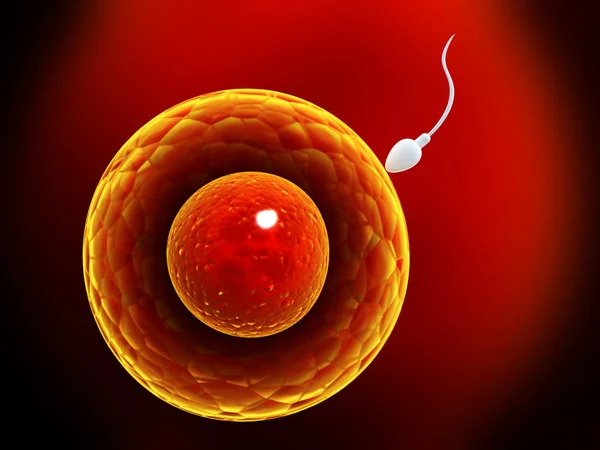 Spermatozoon, flutuando para o óvulo — Fotografia de Stock
