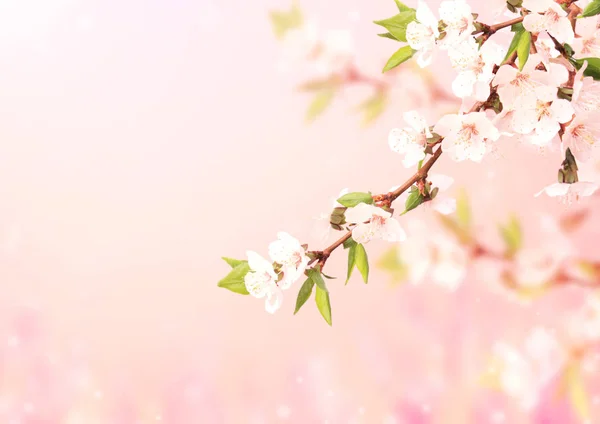 Hermosa escena mágica de primavera con flores de cerezo —  Fotos de Stock