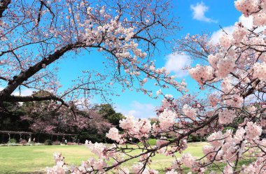 Sakura in Koishikawa Korakuen garden, Okayama, Japonya
