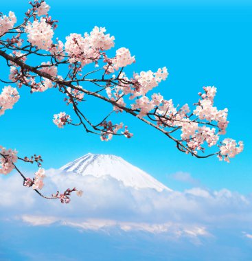 Kutsal Fuji Dağı ve çiçek açan sakura dalları, Japonya