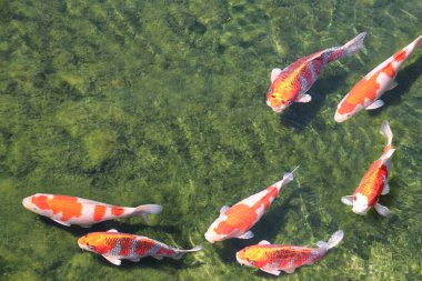 Havuzda yedi süslü sazan, Koishikawa Korakuen bahçe, Okayama, 