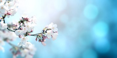 Güzel sihirli bahar sahnesi Sakura çiçekleriyle 