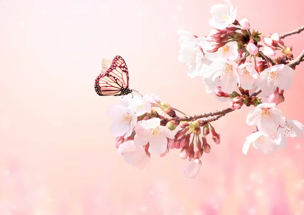 Beautiful magic spring scene with sakura flowers — Stock Photo, Image