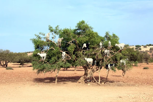 Cabras en el árbol de argán, Marruecos —  Fotos de Stock