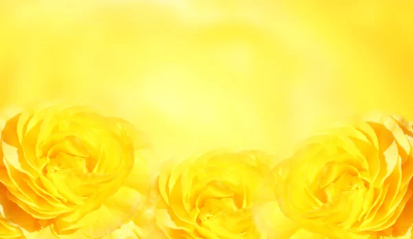 Banner with three yellow roses — Stock Photo, Image
