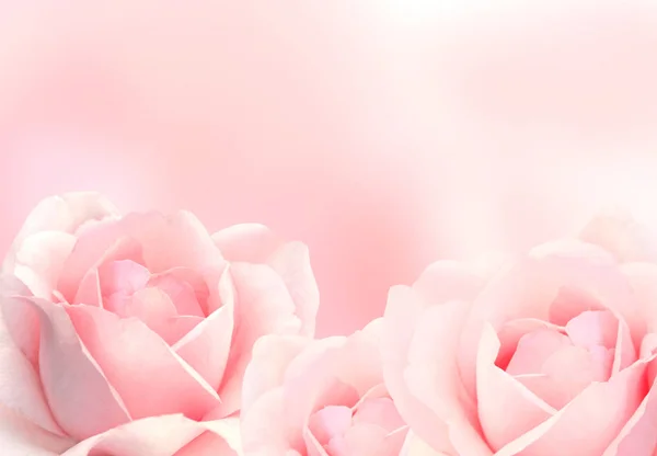 Verschwommener Hintergrund mit drei rosa Rosen — Stockfoto